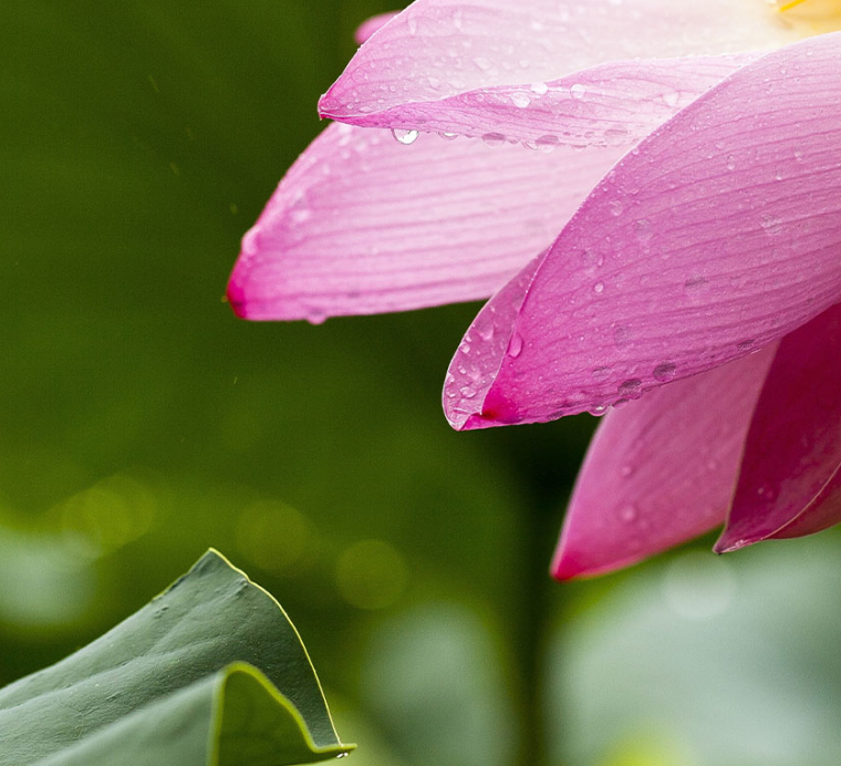 שרי אריסון ברשימת המיליארדרים הירוקים  בעולם של פורבס